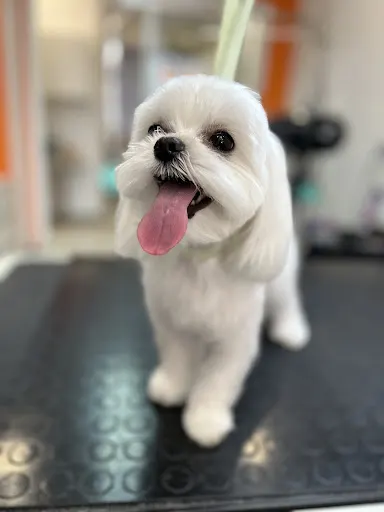 Wash&Woof by Paulina